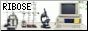 button: Ribose